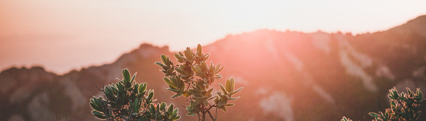 Five For Friday: Seek The Light